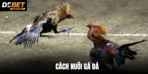 CÁCH NUÔI GÀ ĐÁ DEBET - CẬP NHẬT 3 KỸ THUẬT HIỆU QUẢ NHẤT
