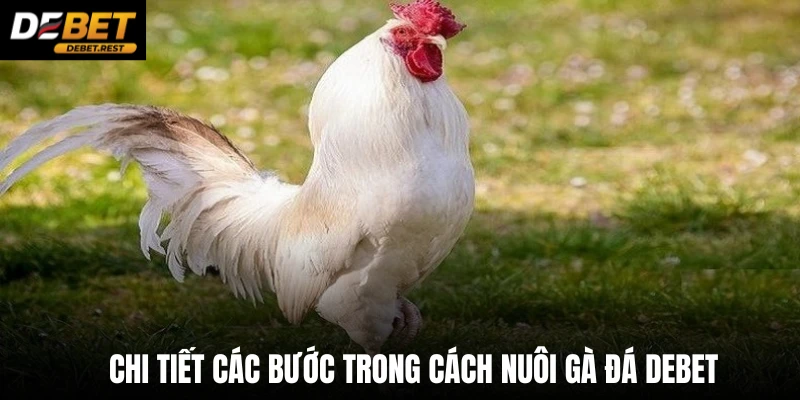 Chi tiết các bước trong cách nuôi gà đá Debet