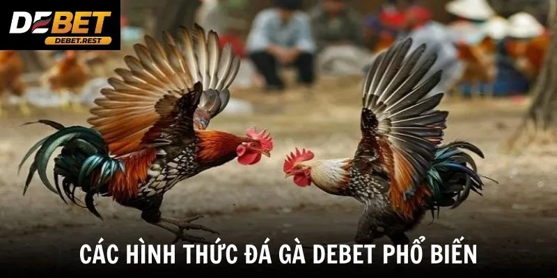 Các hình thức đá gà Debet phổ biến