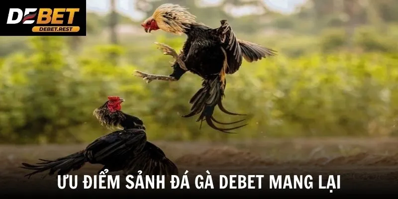 Ưu điểm sảnh đá gà Debet mang lại