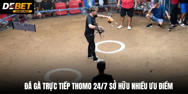 Đá gà trực tiếp thomo 24/7 sở hữu nhiều ưu điểm 