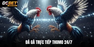 ĐÁ GÀ TRỰC TIẾP THOMO 24/7 - KINH NGHIỆM CHỌN KÈO ĂN ĐẬM