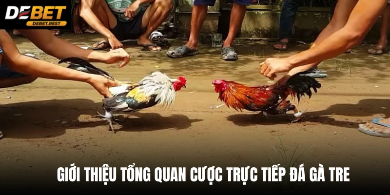 Giới thiệu tổng quan cược trực tiếp đá gà tre