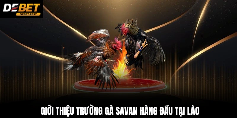Giới thiệu trường gà Savan hàng đầu tại Lào