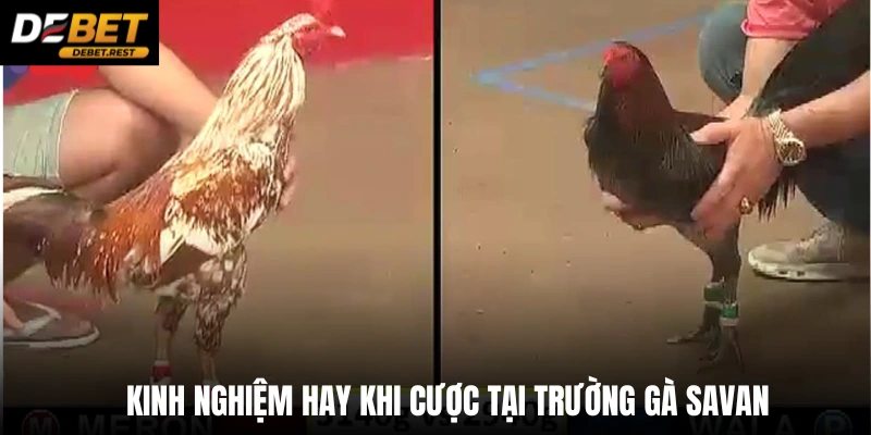 Kinh nghiệm hay khi cược tại trường gà Savan