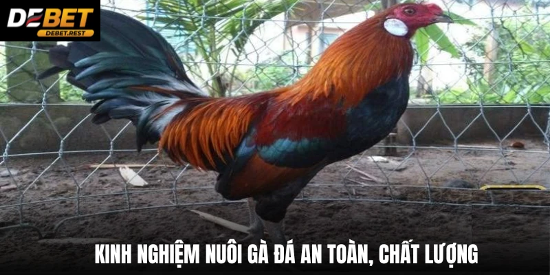 Kinh nghiệm nuôi gà đá an toàn, chất lượng