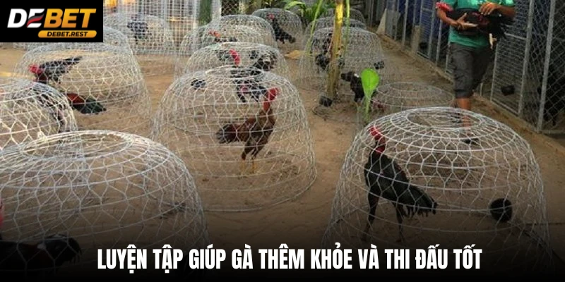 Luyện tập giúp gà thêm khỏe và thi đấu tốt