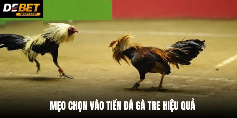 Mẹo chọn vào tiền đá gà tre hiệu quả 