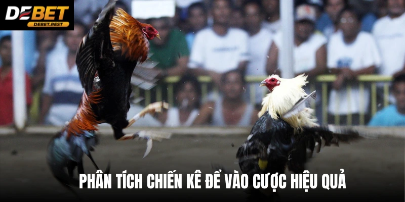 Phân tích chiến kê để vào cược hiệu quả