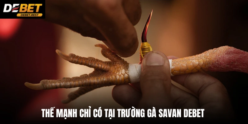 Thế mạnh chỉ có tại trường gà Savan Debet