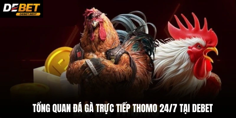 Tổng quan đá gà trực tiếp thomo 24/7 tại Debet Tổng quan đá gà trực tiếp thomo 24/7 tại Debet 