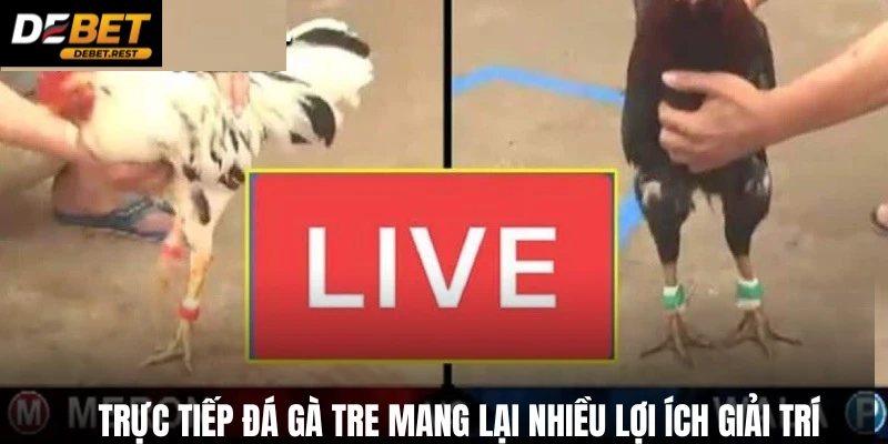 Trực tiếp đá gà tre mang lại nhiều lợi ích giải trí