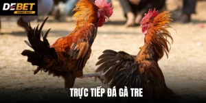 TRỰC TIẾP ĐÁ GÀ TRE TẠI DEBET - GIẢI TRÍ CƯỢC HẤP DẪN 2026