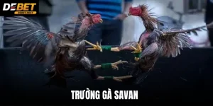 TRƯỜNG GÀ SAVAN TẠI DEBET - TÂM ĐIỂM ĐẤU CHIẾN KÊ 2026
